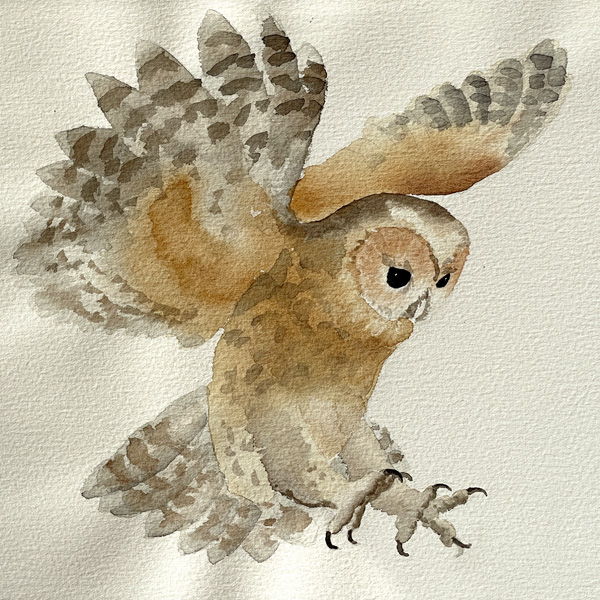 Bernd Luz Frühwerk / Schaffensphasen Aquarell Eule