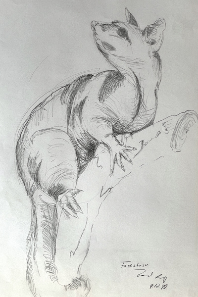 Bernd Luz Frühwerk / Schaffenspahsen Bleistift und Kohle Tier 1990